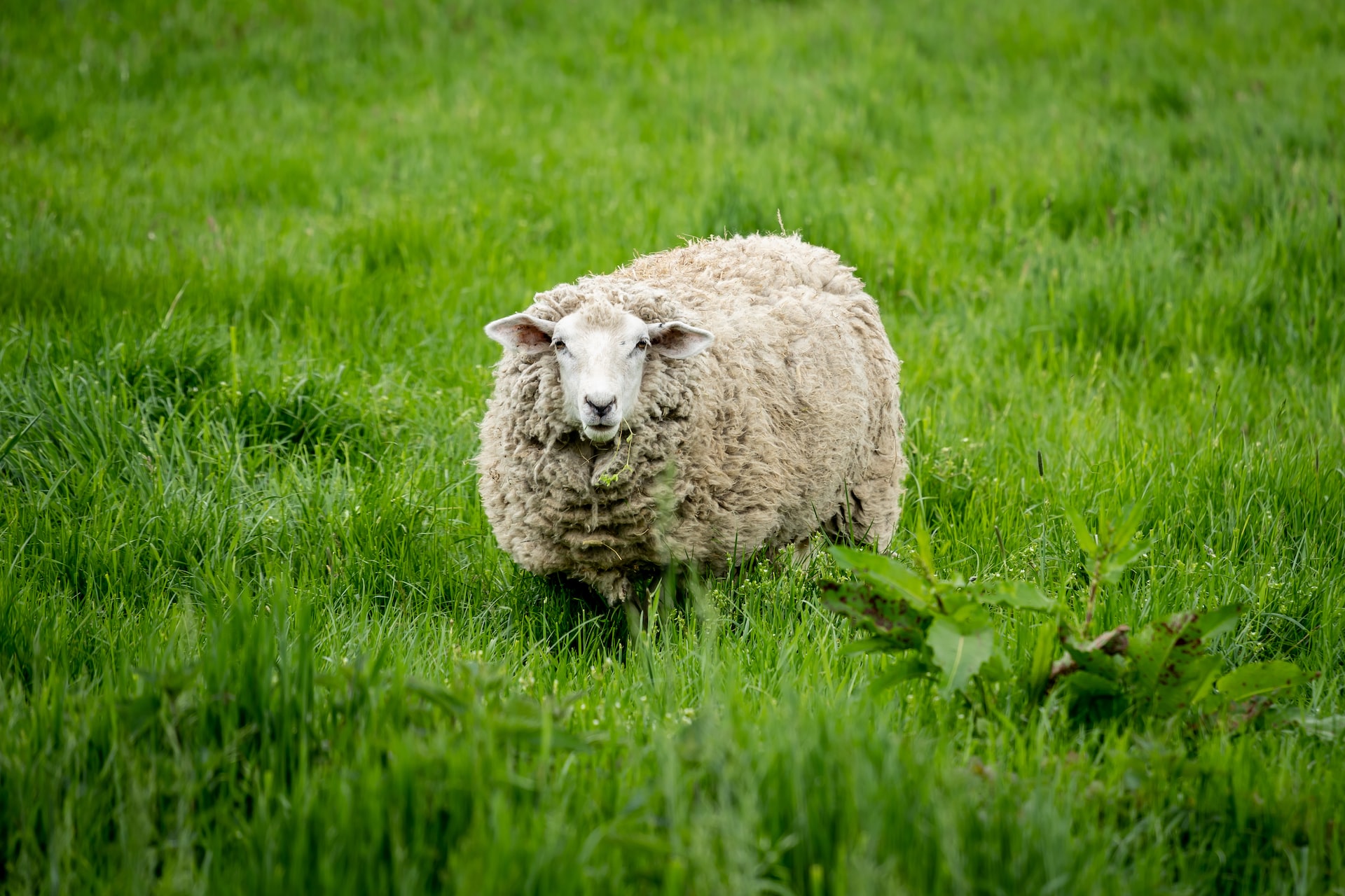 La laine du mouton est idéale pour s'habiller quand il fait froid